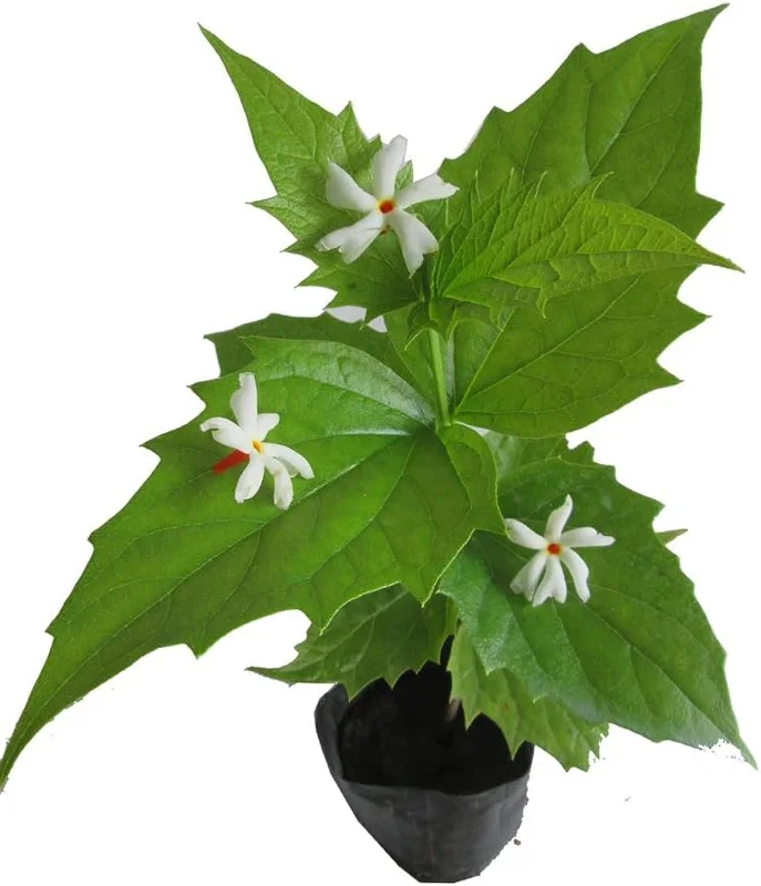 Parijat Plant Nyctanthes Arbor-Tristis - Night Flowering Jasmine Plant 8-10 Inch in Half Gallon Pot