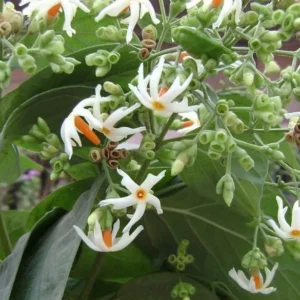 Parijat Plant Nyctanthes Arbor-Tristis - Night Flowering Jasmine Plant 8-10 Inch in Half Gallon Pot