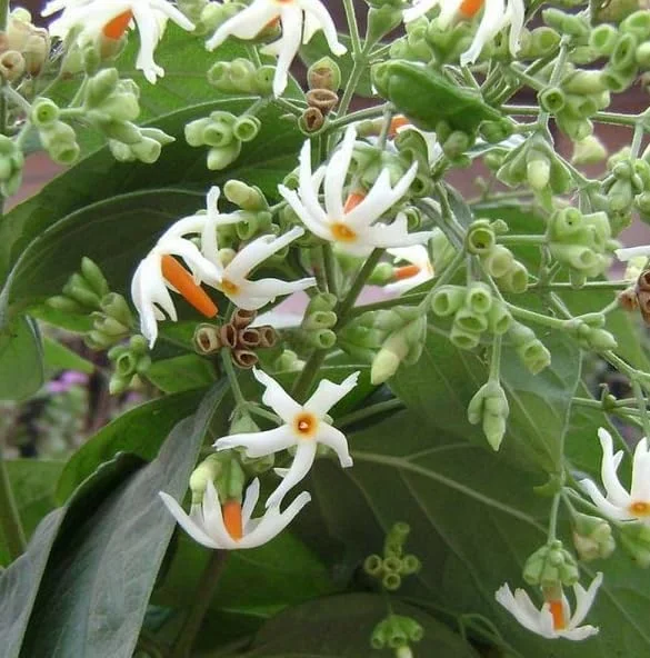 Parijat Plant Nyctanthes Arbor-Tristis - Night Flowering Jasmine Plant 8-10 Inch in Half Gallon Pot