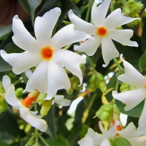 Parijat Plant Nyctanthes Arbor-Tristis - Night Flowering Jasmine Plant 8-10 Inch in Half Gallon Pot