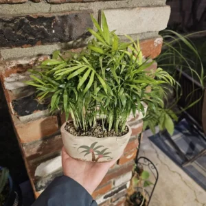 Parlor Palm - Potted Plant - Beach Pot with Drainage Hole - 4in Indoor Palm