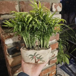 Parlor Palm - Potted Plant - Beach Pot with Drainage Hole - 4in Indoor Palm
