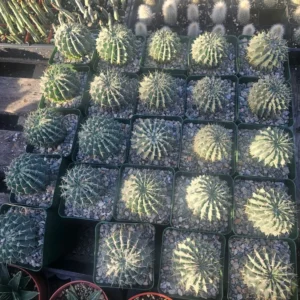 Parodia Buiningii Cactus - Rare Notocactus Buiningii - 4in Pot