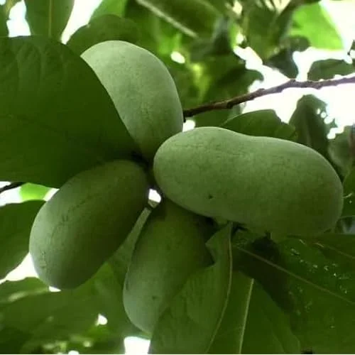 Pawpaw Tree - Sweet Paw Paw Plant - 12-18 Inch - Hardy Asimina Triloba