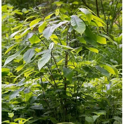 Pawpaw Tree - Sweet Paw Paw Plant - 12-18 Inch - Hardy Asimina Triloba