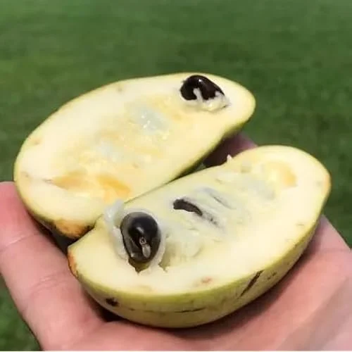 Pawpaw Tree - Sweet Paw Paw Plant - 12-18 Inch - Hardy Asimina Triloba