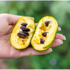 Pawpaw Tree - Sweet Paw Paw Plant - 12-18 Inch - Hardy Asimina Triloba