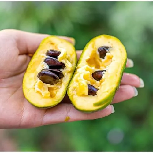 Pawpaw Tree - Sweet Paw Paw Plant - 12-18 Inch - Hardy Asimina Triloba