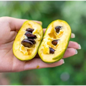 Pawpaw Tree – Sweet Paw Paw Plant Asimina Triloba – 12-18 Inch Hardy Banana Tree