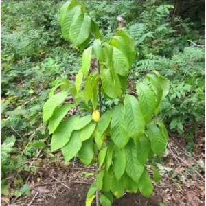 Pawpaw Tree – Sweet Paw Paw Plant Asimina Triloba – 12-18 Inch Hardy Banana Tree