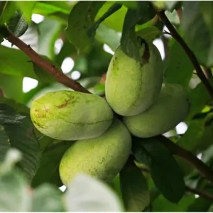 Pawpaw Tree – Sweet Paw Paw Plant Asimina Triloba – 12-18 Inch Hardy Banana Tree