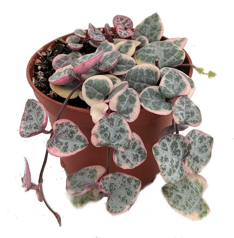 Pearl Moon Rosary Vine Ceropegia Woodii String of Hearts - 2.5" Pot