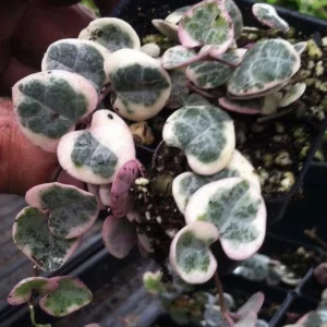 Pearl Moon Rosary Vine Ceropegia Woodii String of Hearts - 2.5