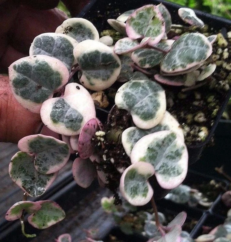 Pearl Moon Rosary Vine Ceropegia Woodii String of Hearts - 2.5" Pot