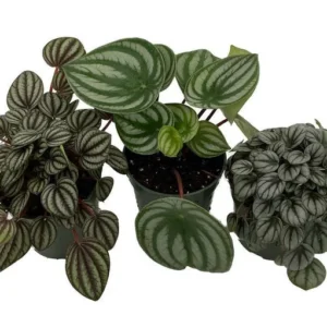 Peperomia Assortment - 3 Pack in 4 Inch Pots - Air-Purifying, Low-Maintenance Houseplants