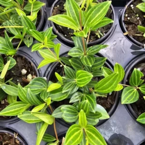 Peperomia Funky Frog Beetle Live Plant 4