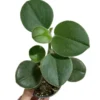 Peperomia Incana Plant 4 Inch Potted Indoor Houseplant