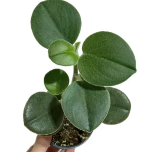 Peperomia Incana Plant 4 Inch Potted Indoor Houseplant