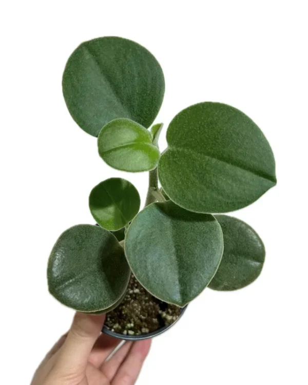 Peperomia Incana Plant 4 Inch Potted Indoor Houseplant
