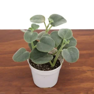 Peperomia Incana Plant 4 Inch Potted Indoor Houseplant