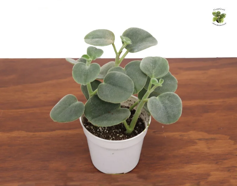 Peperomia Incana Plant 4 Inch Potted Indoor Houseplant