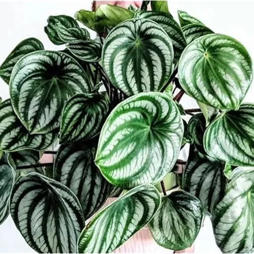 Peperomia Live Plant - 4 to 6 Inch Variegated Succulent for Home & Office