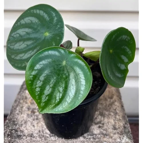 Peperomia Live Plant - 4 to 6 Inch Variegated Succulent for Home & Office