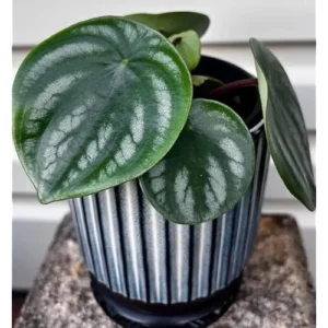 Peperomia Live Plant - 4 to 6 Inch Variegated Succulent for Home & Office