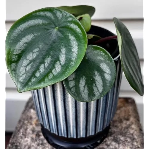 Peperomia Live Plant - 4 to 6 Inch Variegated Succulent for Home & Office