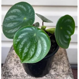 Peperomia Live Plant - 4 to 6 Inch Variegated Succulent for Home & Office