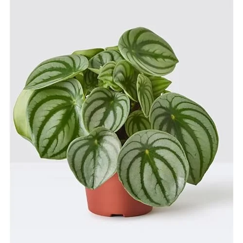 Peperomia Live Plant - 4 to 6 Inch Variegated Succulent for Home & Office