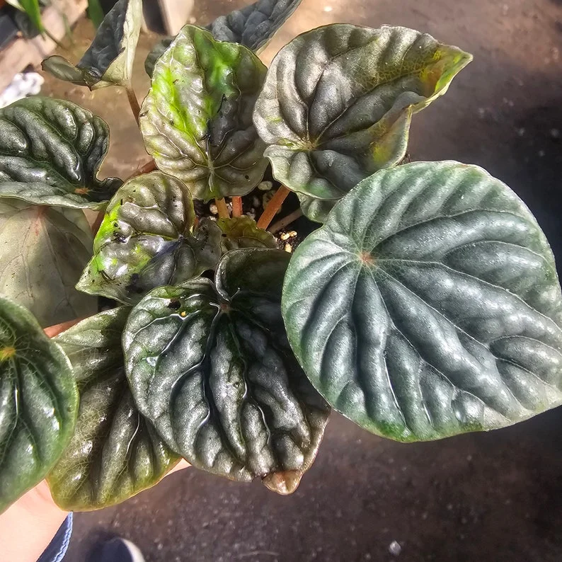 Peperomia Napoli Nights - Radiator Plant - 2in Pot - Easy Care