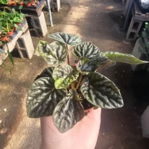 Peperomia Napoli Nights - Radiator Plant - 2in Pot - Easy Care