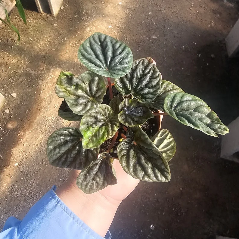 Peperomia Napoli Nights - Radiator Plant - 2in Pot - Easy Care