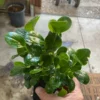 Peperomia Obtusifolia - Baby Rubber Plant - 6-8" Tall - Live Indoor Houseplant