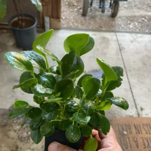 Peperomia Obtusifolia - Baby Rubber Plant - 6-8