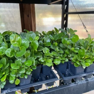 Peperomia Obtusifolia - Baby Rubber Plant - 6-8
