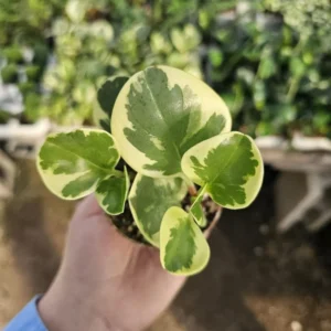 Peperomia Obtusifolia Variegated - 2in Pot - Radiator Plant