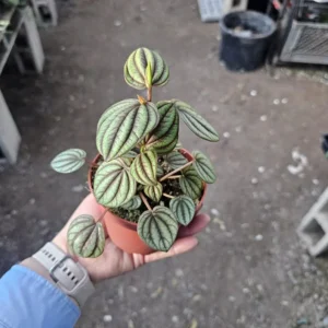 Peperomia Piccolo Banda - Easy Care Indoor Plant - 2in Pot Bundle of 3