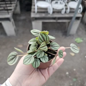 Peperomia Piccolo Banda - Easy Care Indoor Plant - 2in Pot Bundle of 3