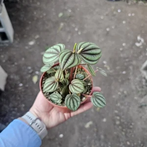 Peperomia Piccolo Banda - Easy Care Indoor Plant - 2in Pot Bundle of 3