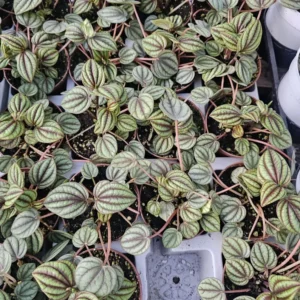 Peperomia Piccolo Banda - Easy Care Indoor Plant - 2in Pot Bundle of 3