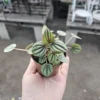 Peperomia Piccolo Banda Live Plant 2" Pot, Peperomia Plant for Garden