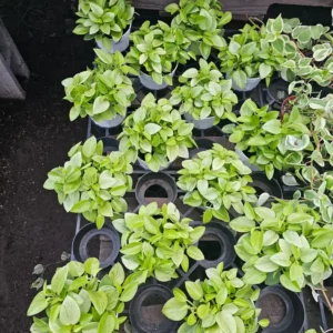 Peperomia Pixie - Peperomia Orba - Compact Indoor Plant - 2in Pot