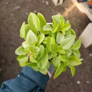 Peperomia Pixie - Peperomia Orba - Compact Indoor Plant - 2in Pot