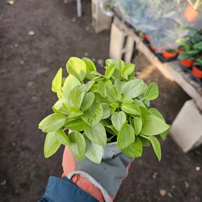 Peperomia Pixie - Peperomia Orba - Compact Indoor Plant - 2in Pot