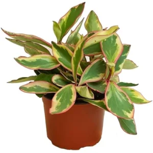 Peperomia Rainbow Ginny Plants Rainbow Peperomia Live Plants - 4 to 6 Inch - Variegated Foliage - Easy Care