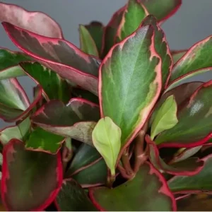 Peperomia Rainbow Ginny Plants Rainbow Peperomia Live Plants - 4 to 6 Inch - Variegated Foliage - Easy Care