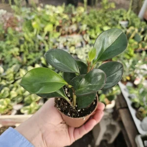 Peperomia clusiifolia Red Margin - Radiator Plant - 2in Pot - Rare Indoor Plant