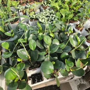 Peperomia clusiifolia Red Margin - Radiator Plant - 2in Pot - Rare Indoor Plant